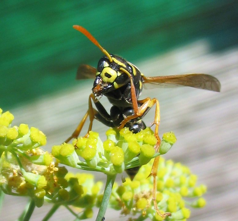 Polistes dominulus